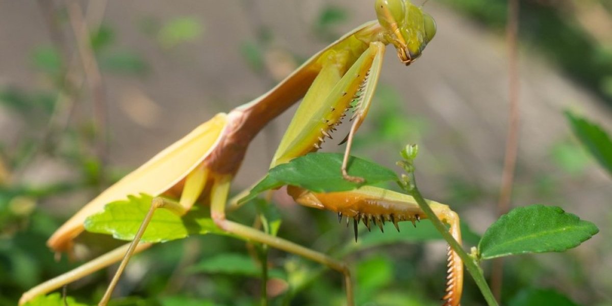 Bogomoljka vam je ušla u kuću? Nosi važne vesti dobro se pripremite