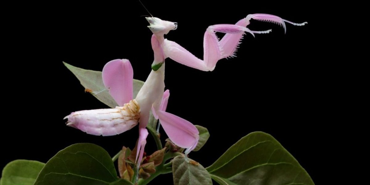 Ako ugledate ovog insekta, ne plašite se: Simbolizuje unutrašnju tišinu i strpljenje