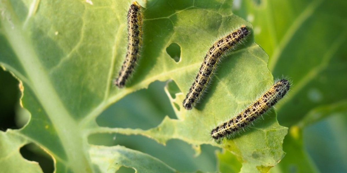 Trik od 50 dinara koji čisti gusenice iz dvorišta: Isušuje ih do smrti, dovoljno je samo da natrljate lišće