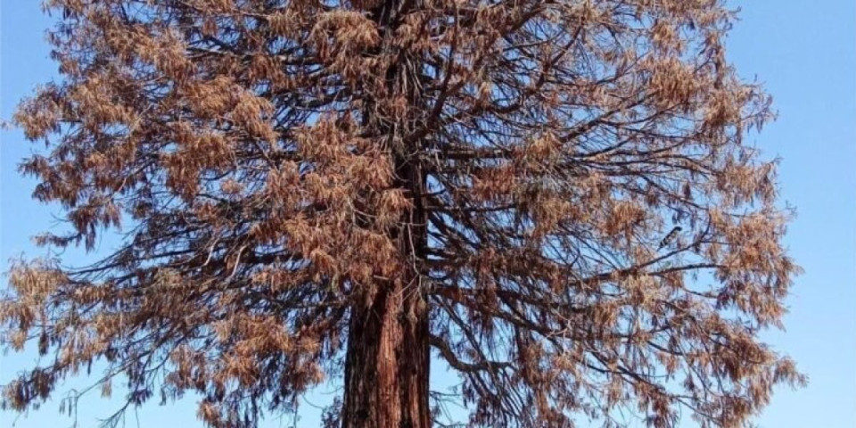 Ni grom joj ne može ništa, a nešto je izjelo: Čudna pojava na jugu Srbije