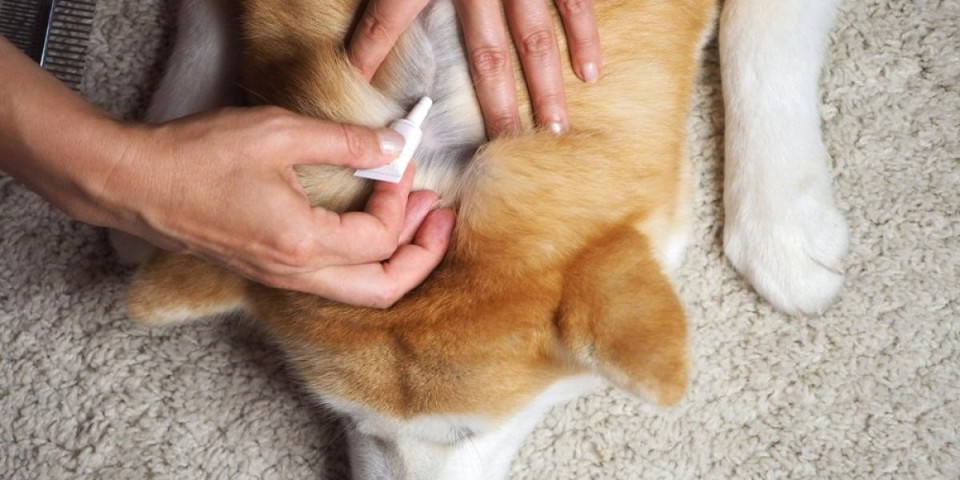 Oprez: Ovi preparati protiv buva i krpelja mogu izazvati trovanje pasa i mačaka