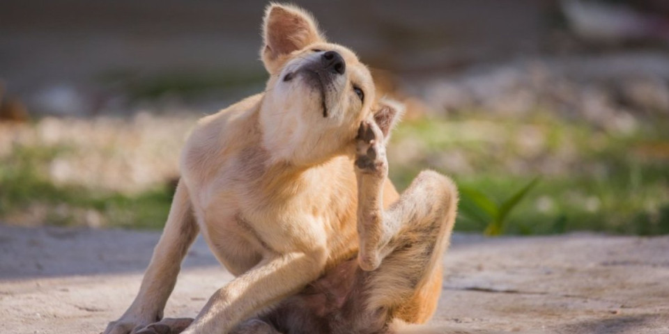 Veterinar otkriva: Saznajte za 2 minuta da li vaš ljubimac ima buve (VIDEO)