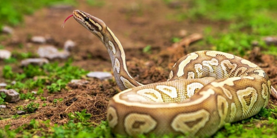 Zmije se jedino ovoga plaše: Stavite ga u dvorište i eliminisaćete ih za sva vremena