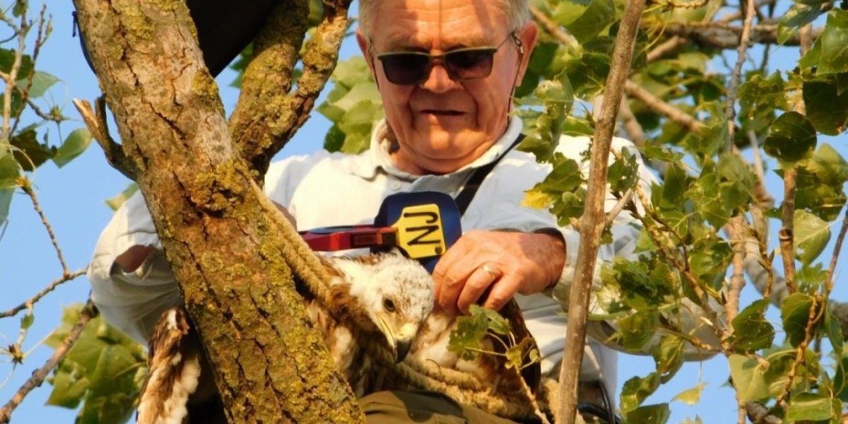Orlu sa grba Srbije dolaze bolji dani! Stručnjaci u Žitištu poklonili punu pažnju mladome krstašu (FOTO)
