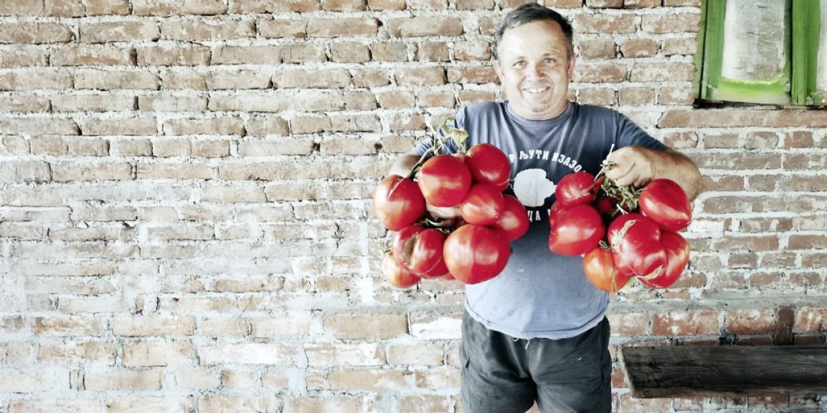 Kakva mu je žena, takav mu je i paradajz: Čuveni povrtar iz Ćuprije pravi čuda s povrćem