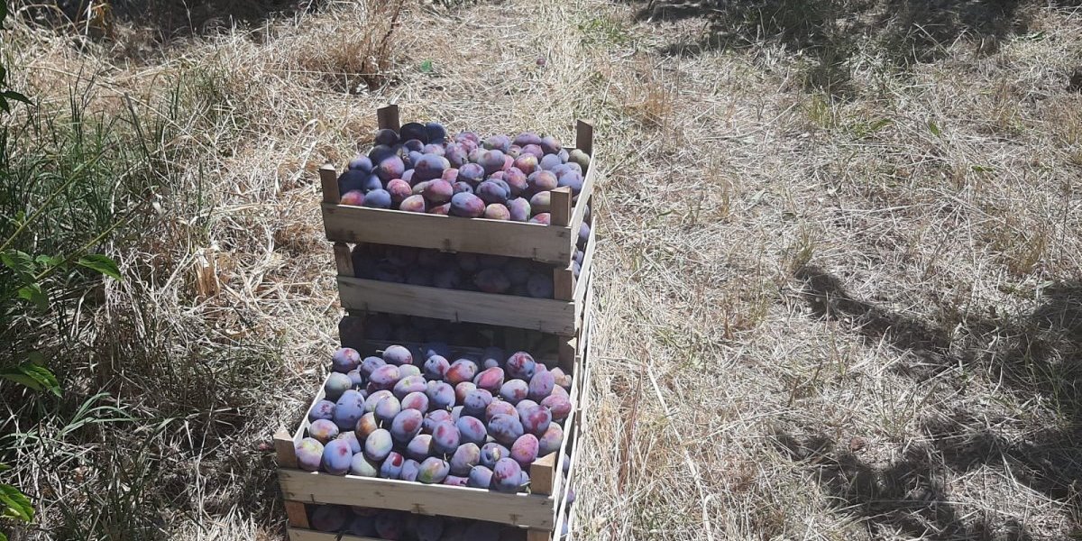 Pošto šljive, domaćine? Otkupna cena skače, a svi nezadovoljni