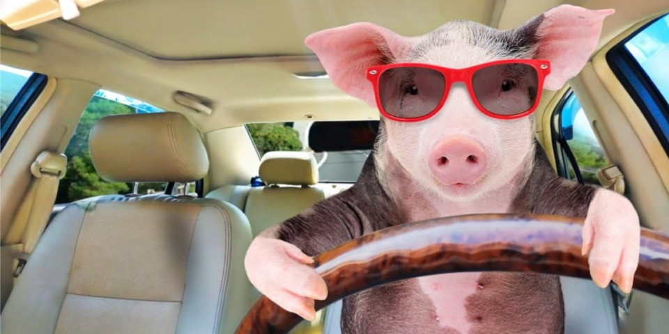 Svinja se odvalila od piva, pa se pobila sa kravom: Mreže gore, svet plače od smeha (VIDEO)