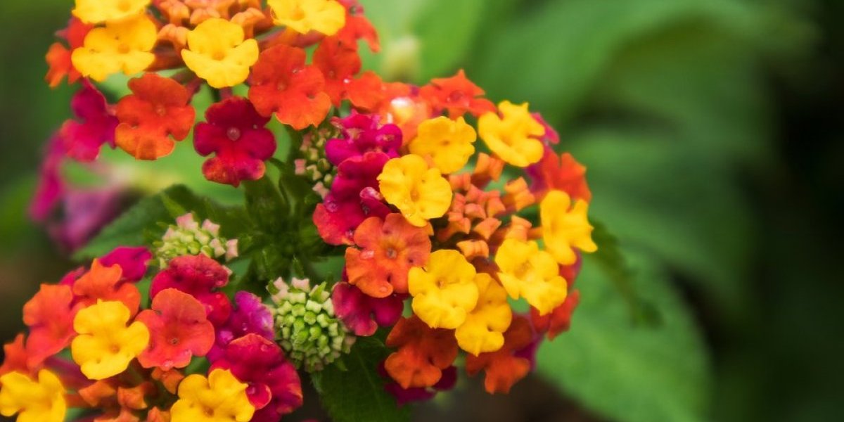 Cvet koji svakog dana izgleda drugačije: Šarena čarolija u vašem vrtu (FOTO)