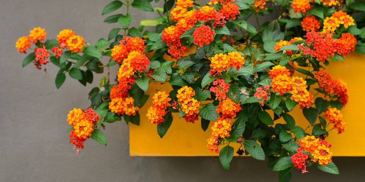 Cveće zbog kojeg će golubovi u širokom luku zaobilaziti vašu terasu: Rešite se stalnog čišćenja