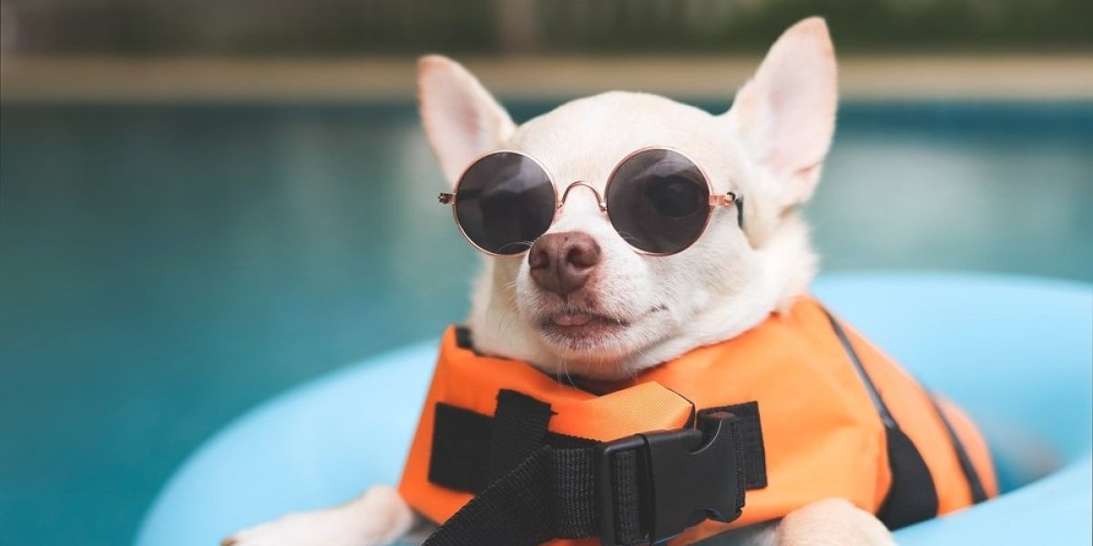 Laž je da svi psi znaju da plivaju - Ovih 9 rasa pasa su neplivači: Zbog anatomije tela, voda im je smrtna opasnost (FOTO)