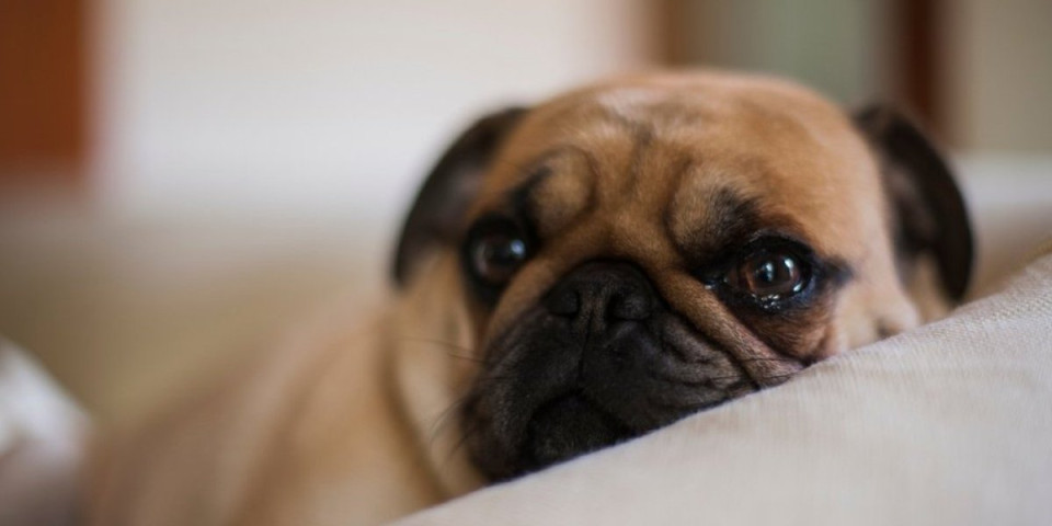 Usamljenost ih ubija: 6 rasa pasa koje ćete uništiti ako ih ostavite same (FOTO)