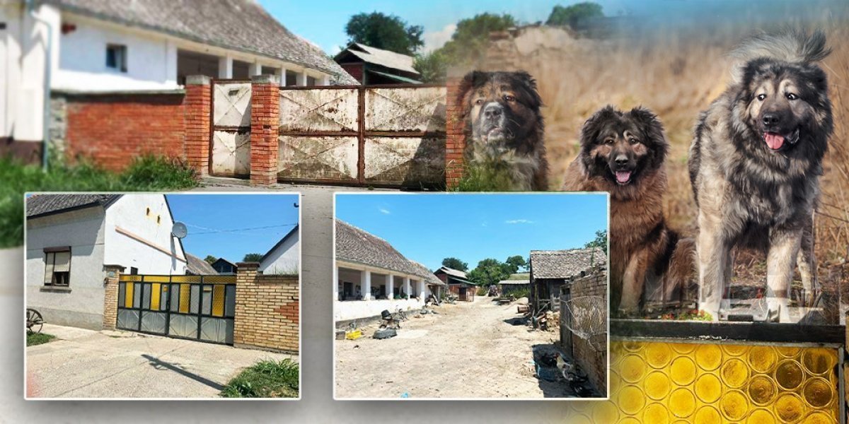 Saslušan vlasnik pasa koji su zaklali ženu na Fruškoj Gori!