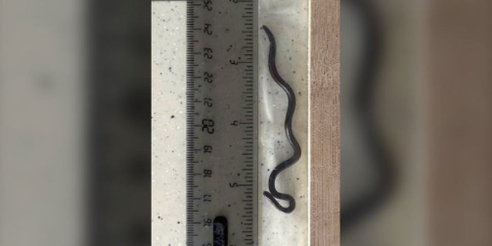 Naučnici doživeli šok: Posle 20 godina ponovo otkrivena - Evo gde su je jedva identifikovali