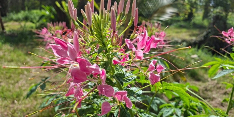 Cvet idealan za lenje baštovane: Biljka koja se lako neguje, a buja od sredine juna do novembra (FOTO)