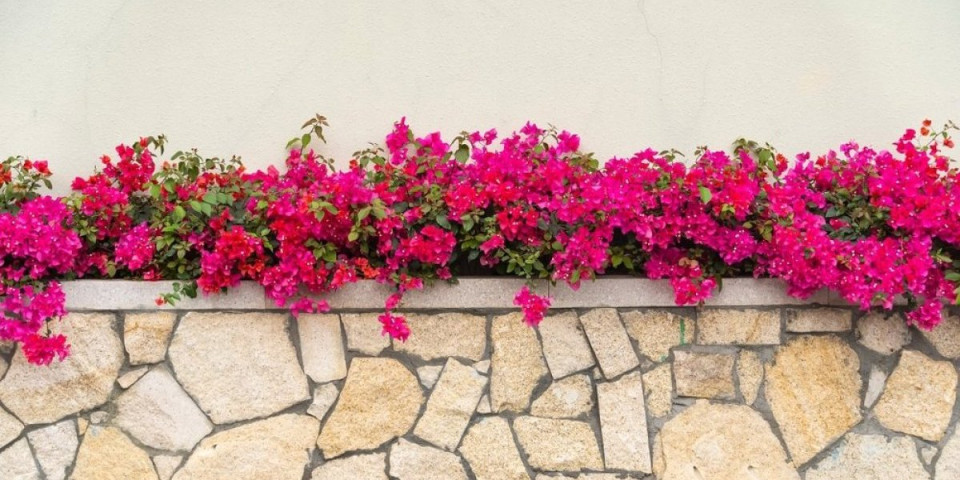Bugenvilija preživljava i najgoru sušu: Odoleva tropskim vrućinama, a cveta mesecima (FOTO)