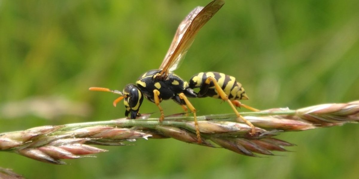 Prirodna zamka za ose: Uz samo 3 sastojka iz kuhinje oterajte dosadne insekte (VIDEO)