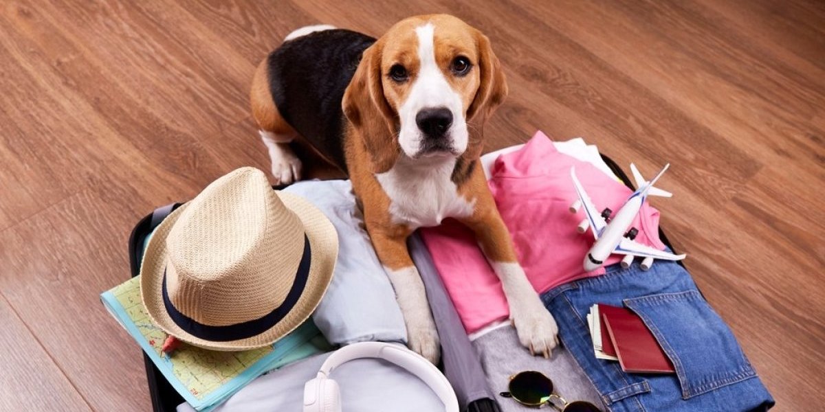 Pakovanje kofera izaziva stres kod pasa: Evo šta svaki vlasnik treba da zna kada se sprema za putovanje