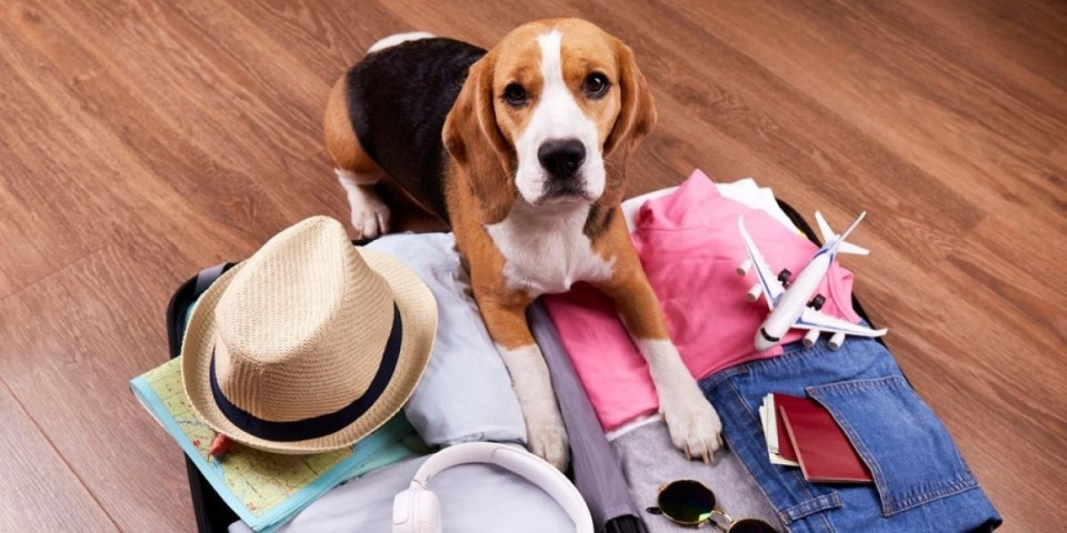 Odmor bez psa? Sve manje putnika pristaje na to - Ljubimci diktiraju gde da putujete