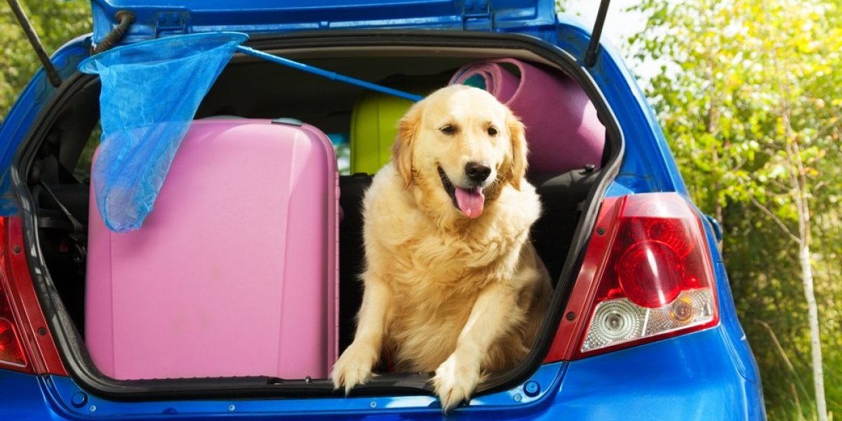 Letovanje sa psom: Evo šta sve treba da znate ukoliko idete na odmor sa ljubimcem