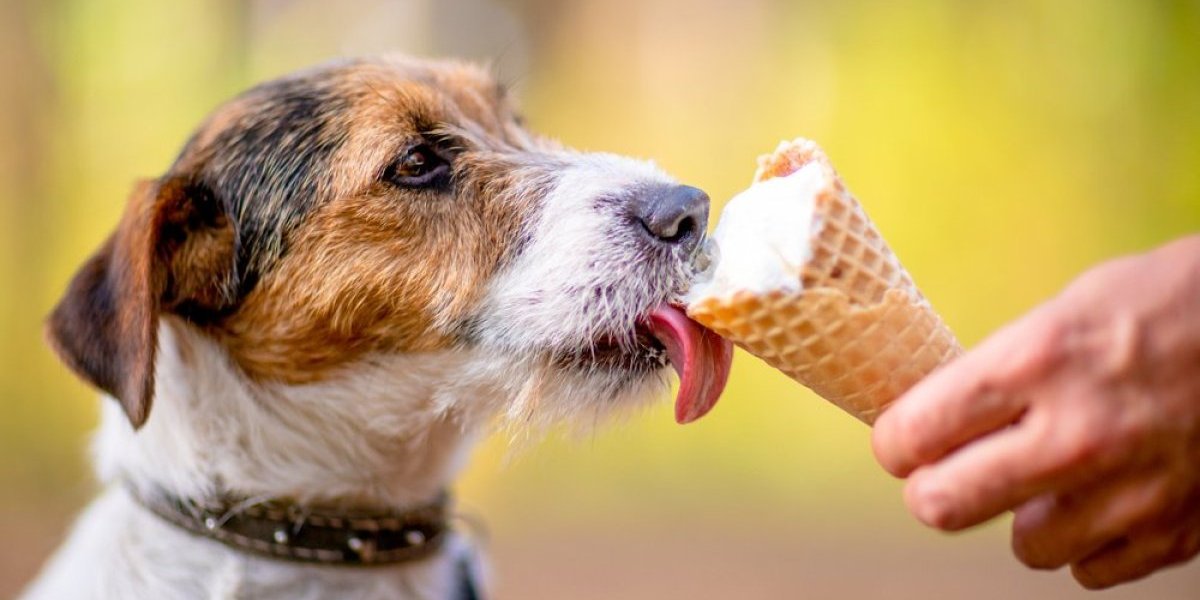 Ovaj sladoled za pse je pravi hit: Osvežite svog ljubimca na prirodan i ukusan način