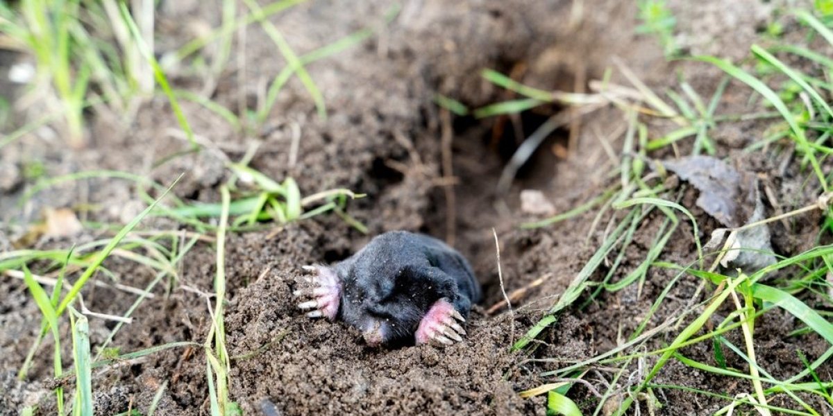 Šokantan metod koji provereno eliminiše krtice: Ubacite ovo u rupu i bežaće glavom bez obzira
