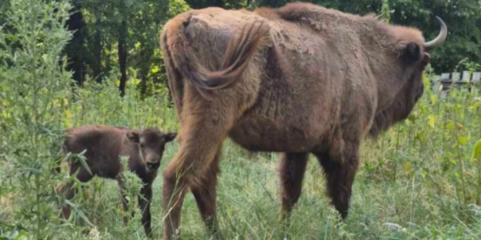 Evo kako se zove beba bizon na Fruškoj gori: Tata joj je Tajfun, a mama...(VIDEO)