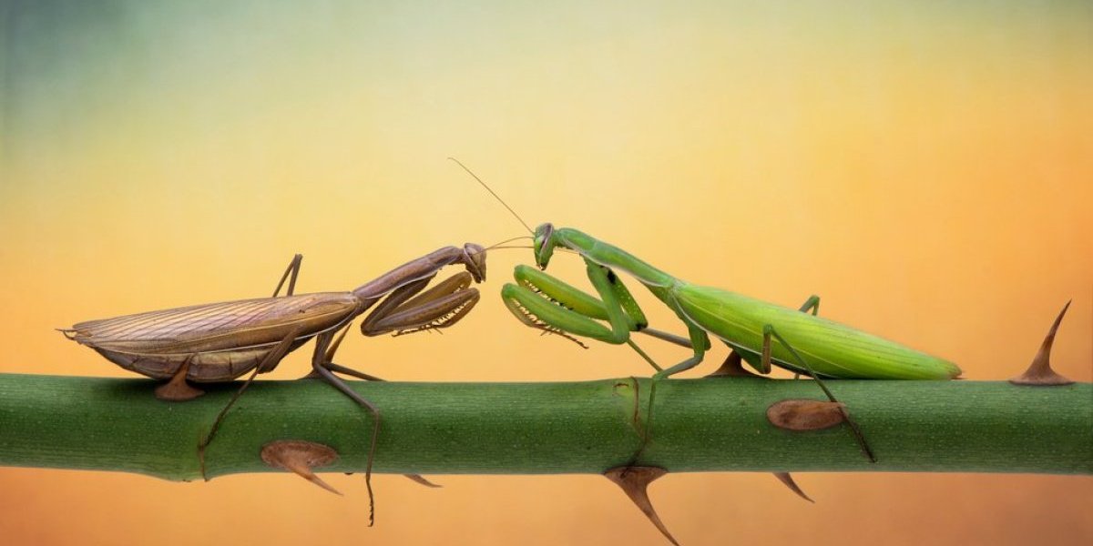 Ovog insekta ne ubijajte ni u ludilu - Glasnik je bogatstva i prosperiteta (FOTO)