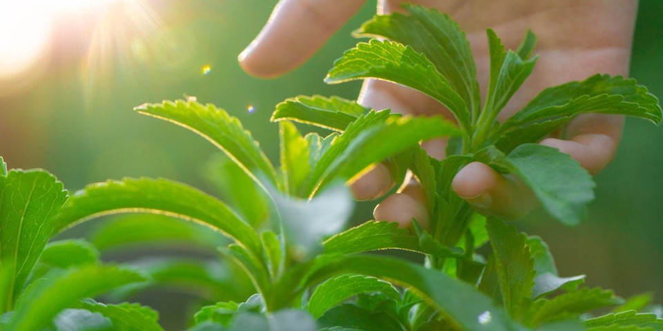 Šokantno otkriće: Ovaj zaslađivač poseduje antikancerogena svojstva?!