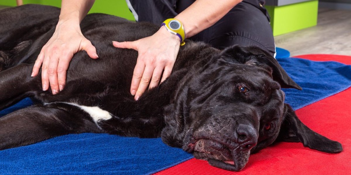 Bolesti ih ne zaobilaze: 5 rasa pasa koji se ne izvlače od veterinara