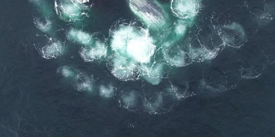 Jeziva istina o mehurićima na površini morske vode: Kada ih vidite u obliku koncentričnih krugova - odmah bežite (VIDEO)