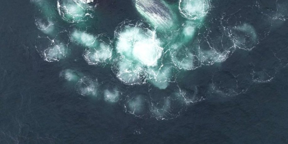 Jeziva istina o mehurićima na površini morske vode: Kada ih vidite u obliku koncentričnih krugova - odmah bežite (VIDEO)