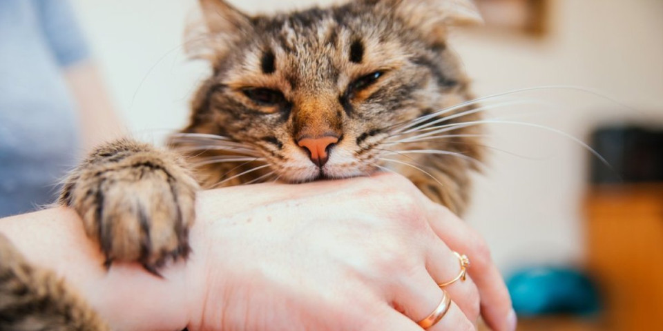 Mačka vas stalno grize? Stručnjaci otkrivaju šokantne razloge za takvo ponašanje