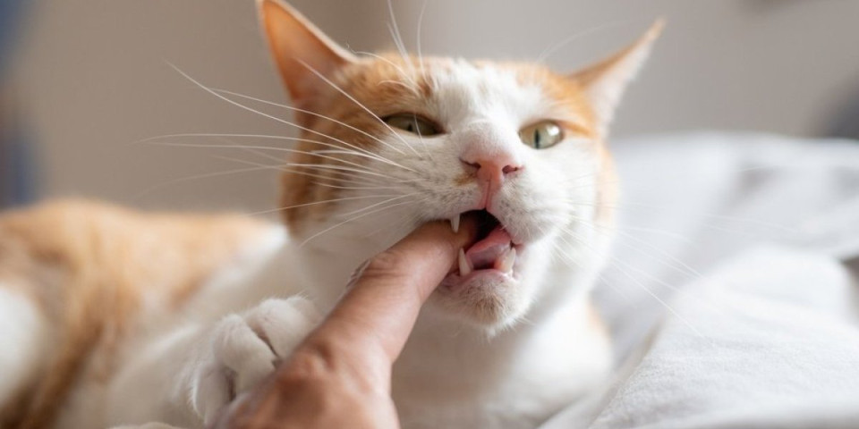 Mačka vas grize? Ovo je znak za uzbunu - ako je učestalo odmah se obratite veterinaru