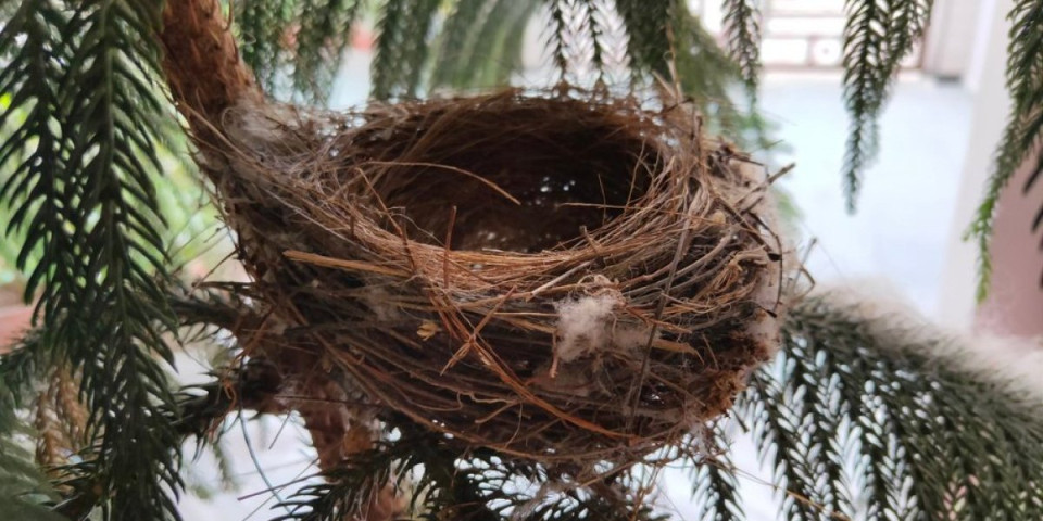 Navlačite bedu ako dirate gnezdo ove ptice: Narodno verovanje koje i danas traje (FOTO)