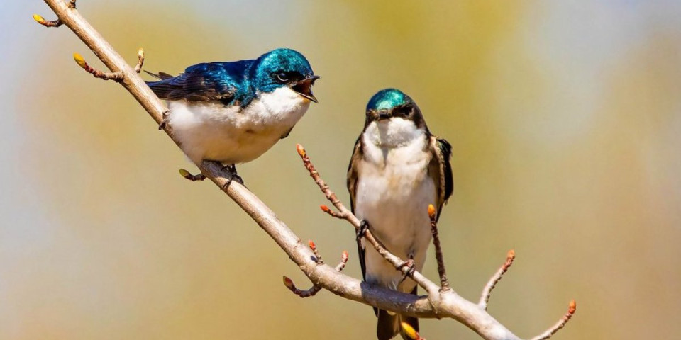 Zašto ptice počinju da pevaju u zoru? Odgovor će vas šokirati