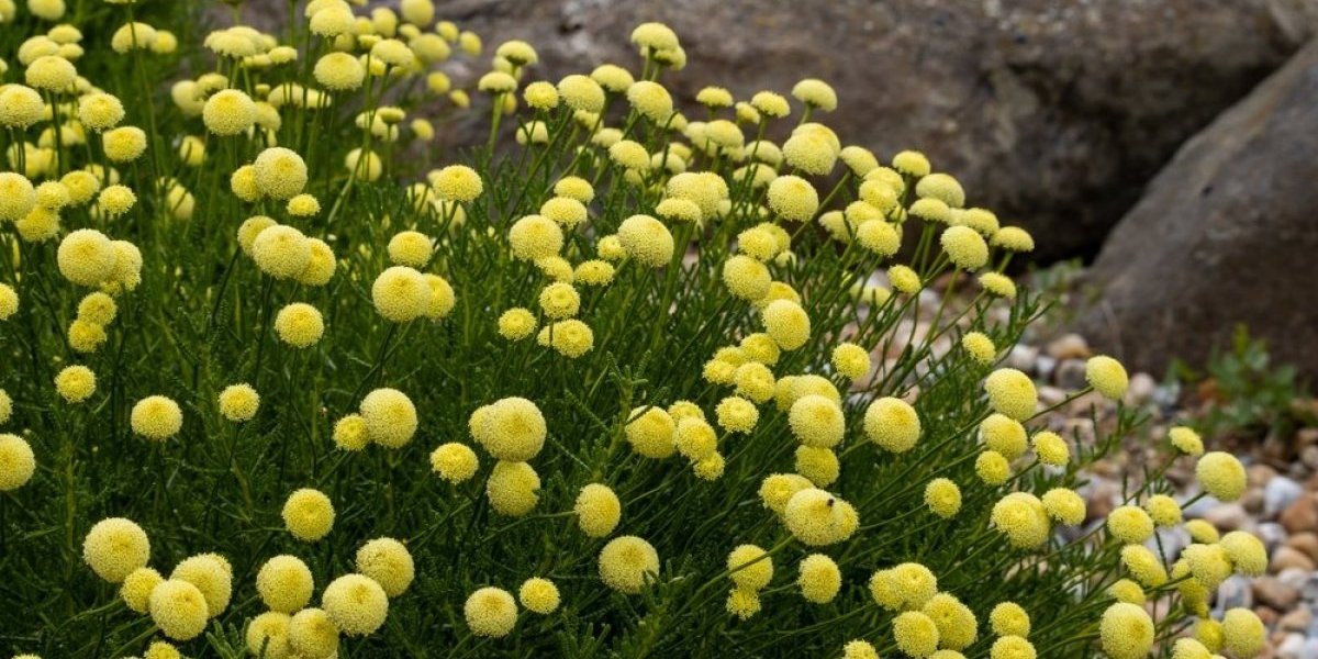 Santolina cveta u najsušnijim mestima: Idealna biljka za sunce i lenje baštovane (FOTO)