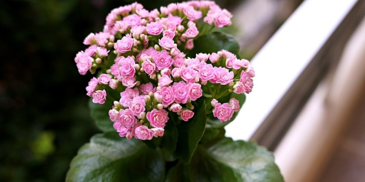 Kalanhoja prašta zaboravno zalivanje: Cveta dugo i ne traži pažnju (FOTO)