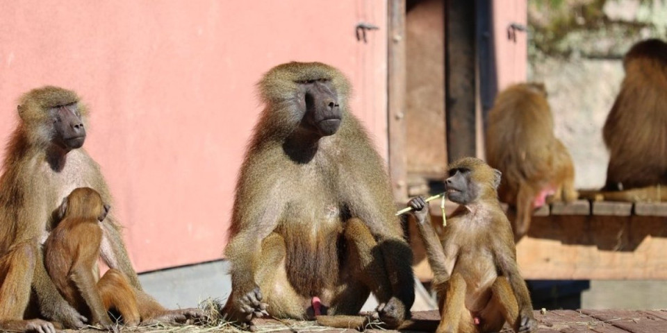 Zoološki vrt ubio 12 zdravih pavijana: Poslužili ih kao hranu - odluka izazvala masovne proteste