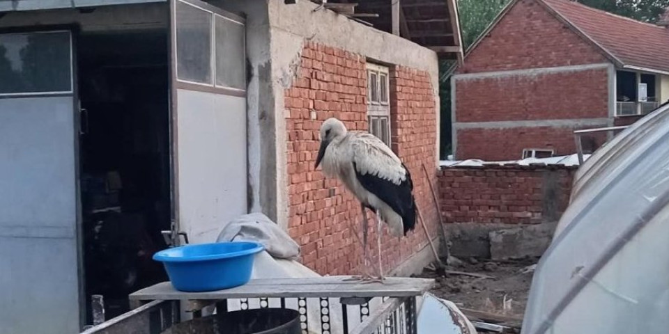 Mladunče rode palo sa bandere: Spasioci traže pomoć