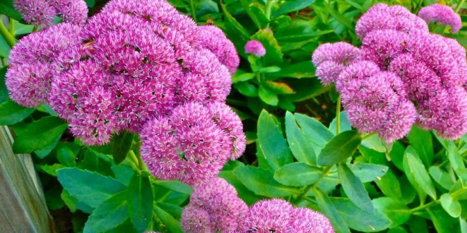 Sedum matrona cveta do kraja jeseni: Neuništiva biljka koja će oplemeniti vašu baštu (FOTO)