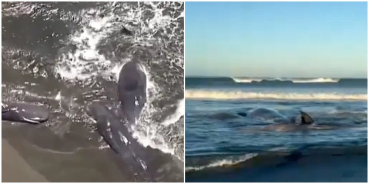 Dramatični prizori tokom cunamija! Stručnjaci u panici: Ovo neće izaći na dobro! (VIDEO)