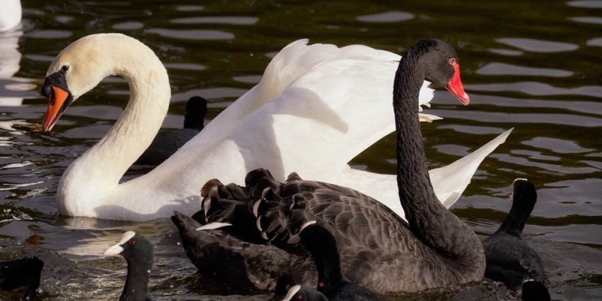Ni labudovi nisu imuni na neverstvo - Svaki 6 labudić je plod prevare (FOTO)