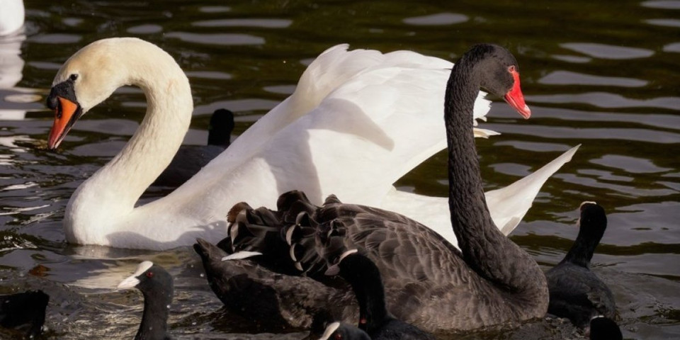 Ni labudovi nisu imuni na neverstvo - Svaki 6 labudić je plod prevare (FOTO)