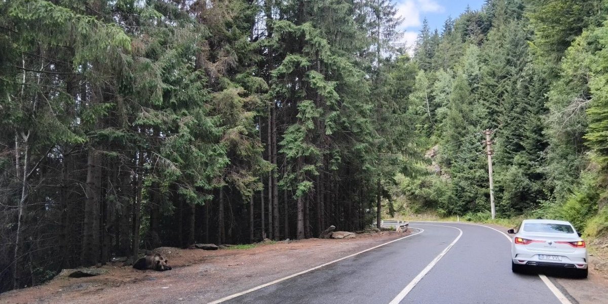 Neko bi se oduzeo od straha: Ekonomista iz Niša oči u oči sa medvedom (FOTO)