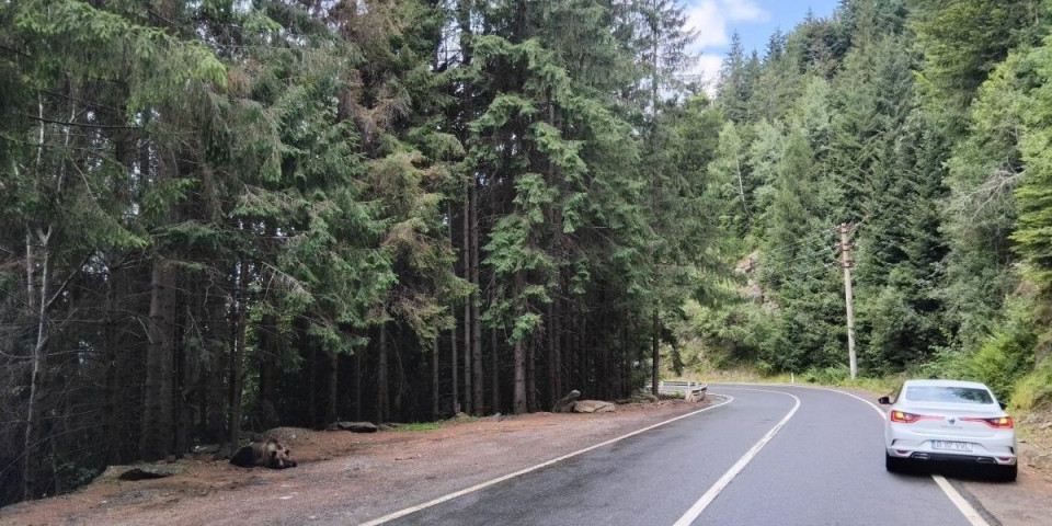 Neko bi se oduzeo od straha: Ekonomista iz Niša oči u oči sa medvedom (FOTO)