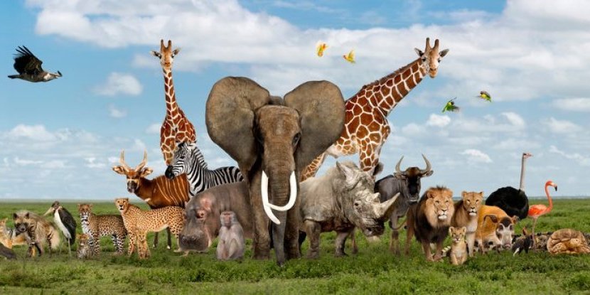 Top 5 tata među životinjama: Darvinov žabac ima jedan specijalan metod brige - Da se naježiš (FOTO)