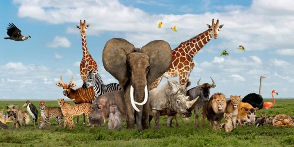 Top 5 tata među životinjama: Darvinov žabac ima jedan specijalan metod brige - Da se naježiš (FOTO)