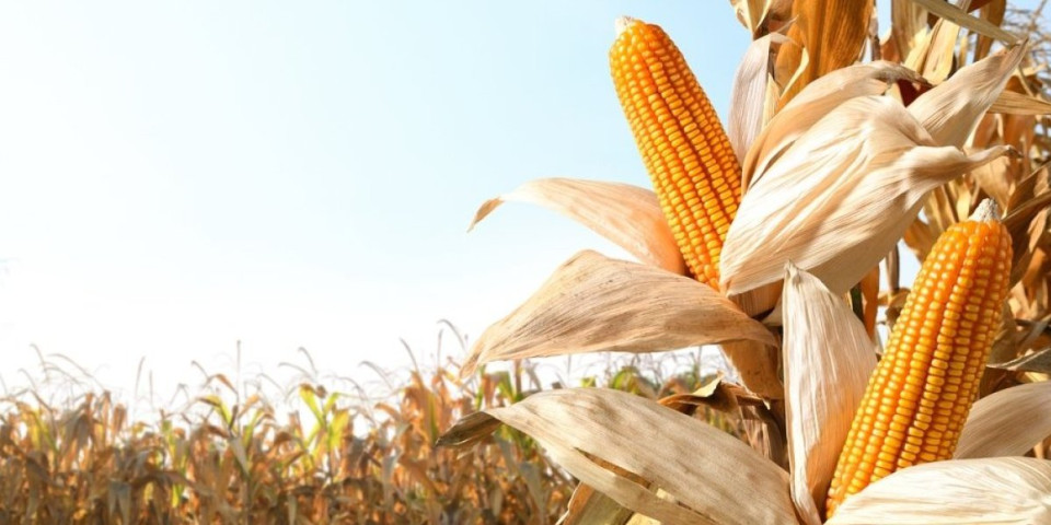 Jedan deo kukuruza stalno bacate, a prava je riznica zdravlja: Smanjuje otok i reguliše krvni pritisak