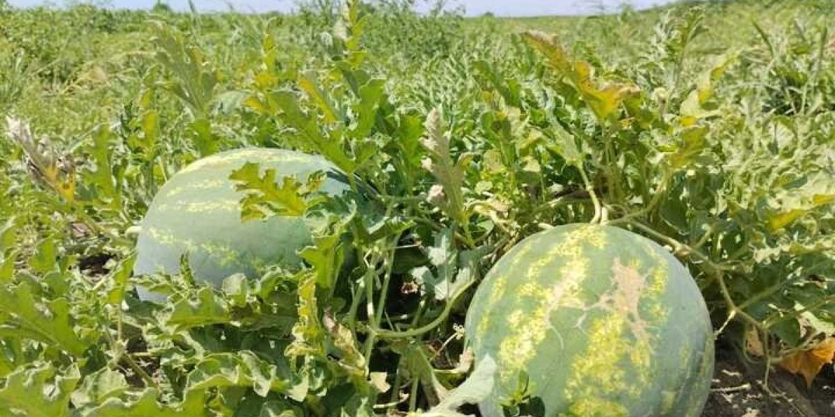 Ovo sremsko selo je sinonim za lubenicu: Svaka slatka kao prvi poljubac