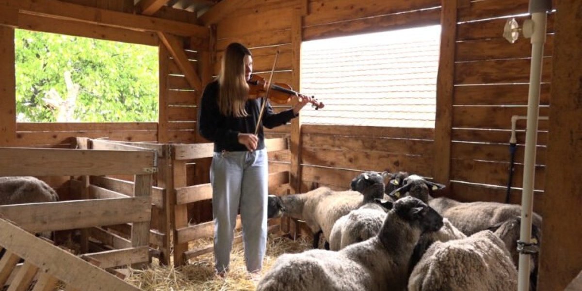 Simfonijom podiže stado ovaca! „Marijine carice“ iz Gornje Mutnice godinama uživaju u specijalnom tretmanu (VIDEO)